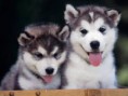 /album/fenykepgaleria/husky-2-jpg/
